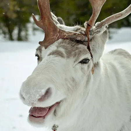 Centre Studio, Free Parking By Lapland Host *