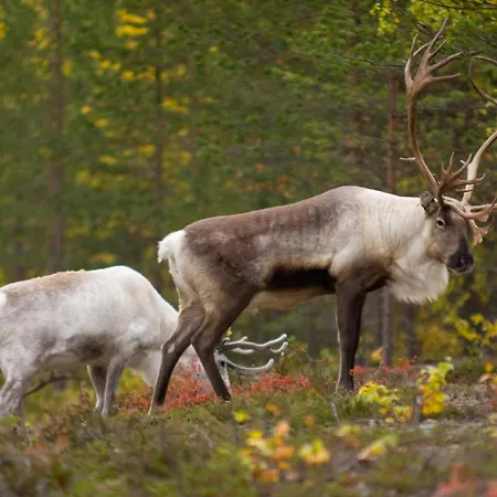 Lejlighed Rovakatu Rovaniemi