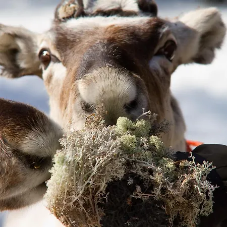 Lejlighed Rovakatu *
