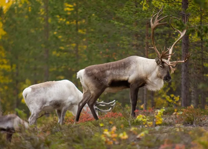 Daire Rovakatu Rovaniemi