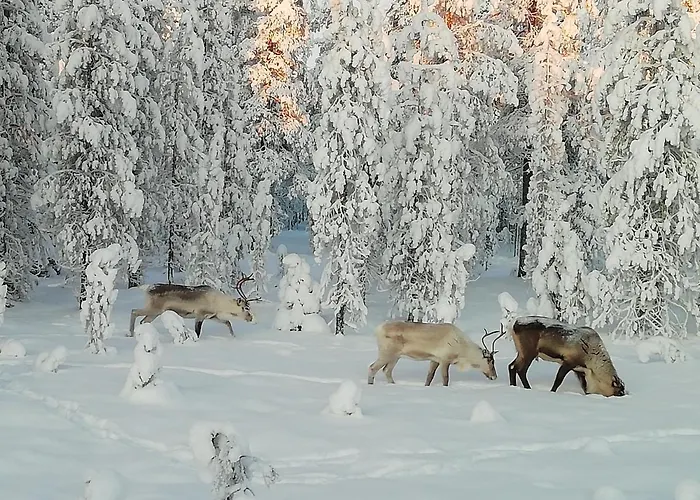 Rovakatu * Rovaniemi